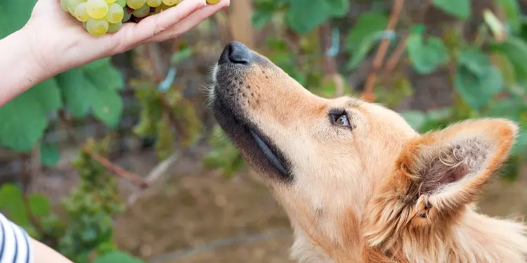 Do Dogs Eat Grapes Grapes and Raisins Poisoning in Dogs